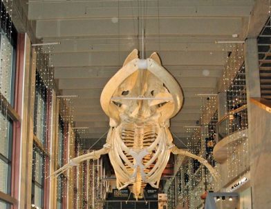A group of children and adults gather around an entry desk with a large whale skeleton hanging above. 