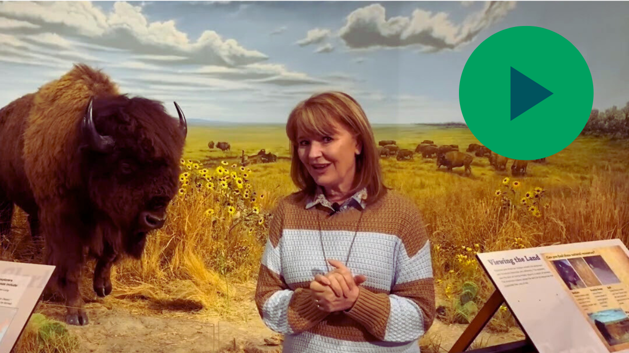 A person speaking in front of a diorama of a buffalo with a play button icon next to them