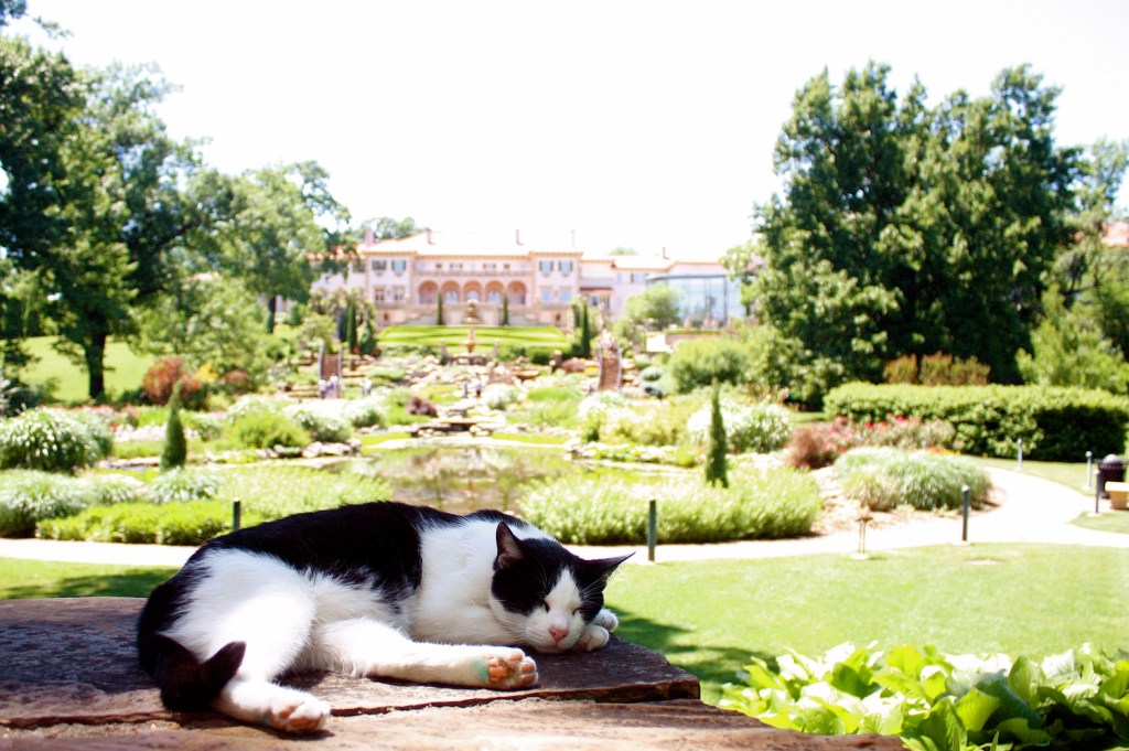 A black and white cat lays on a rock overlooking the Phillbrook garden with the mansion in the background. 