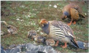 Two birds peck at the ground.