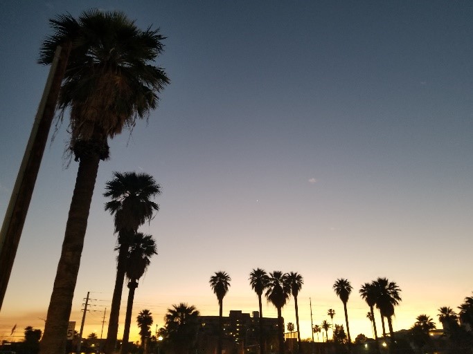 Image of palm trees silhouetted against the darkening sky.