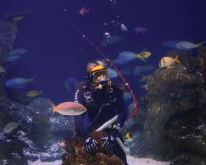 View of a diver in a fish tank. 