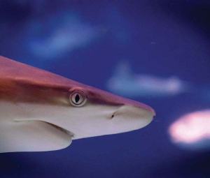 Closeup image of a shark swimming. 