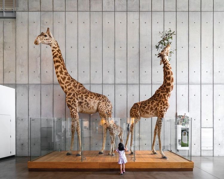 A little girl looks at a display with two taxidermy giraffes.