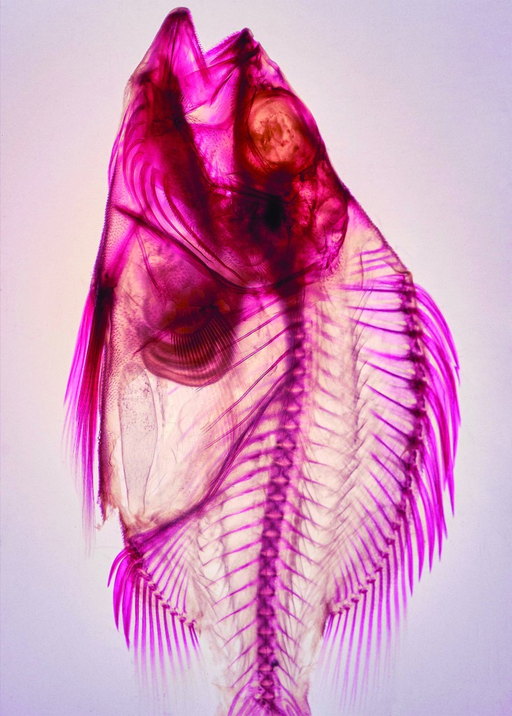 A photograph of a clear, multicolored fish