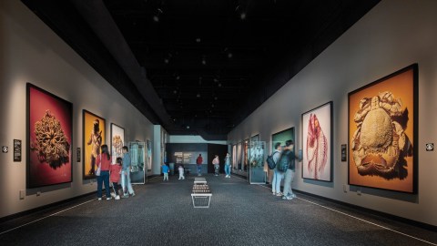 People inside a museum gallery with close-up photos of natural history specimens