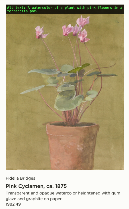 A watercolor of a plant with pink flowers in a terracotta pot. Pink Cyclamen, ca. 1875 by Fidelia Bridges Transparent and opaque watercolor heightened with gum glaze and graphite on paper 1982.49