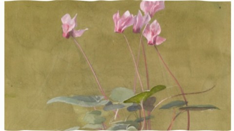 A watercolor of a plant with pink flowers in a terracotta pot.