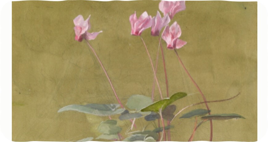 A watercolor of a plant with pink flowers in a terracotta pot.