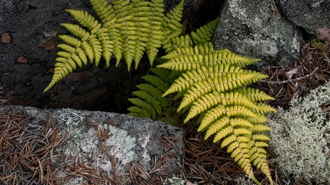 A fern amid rocks.