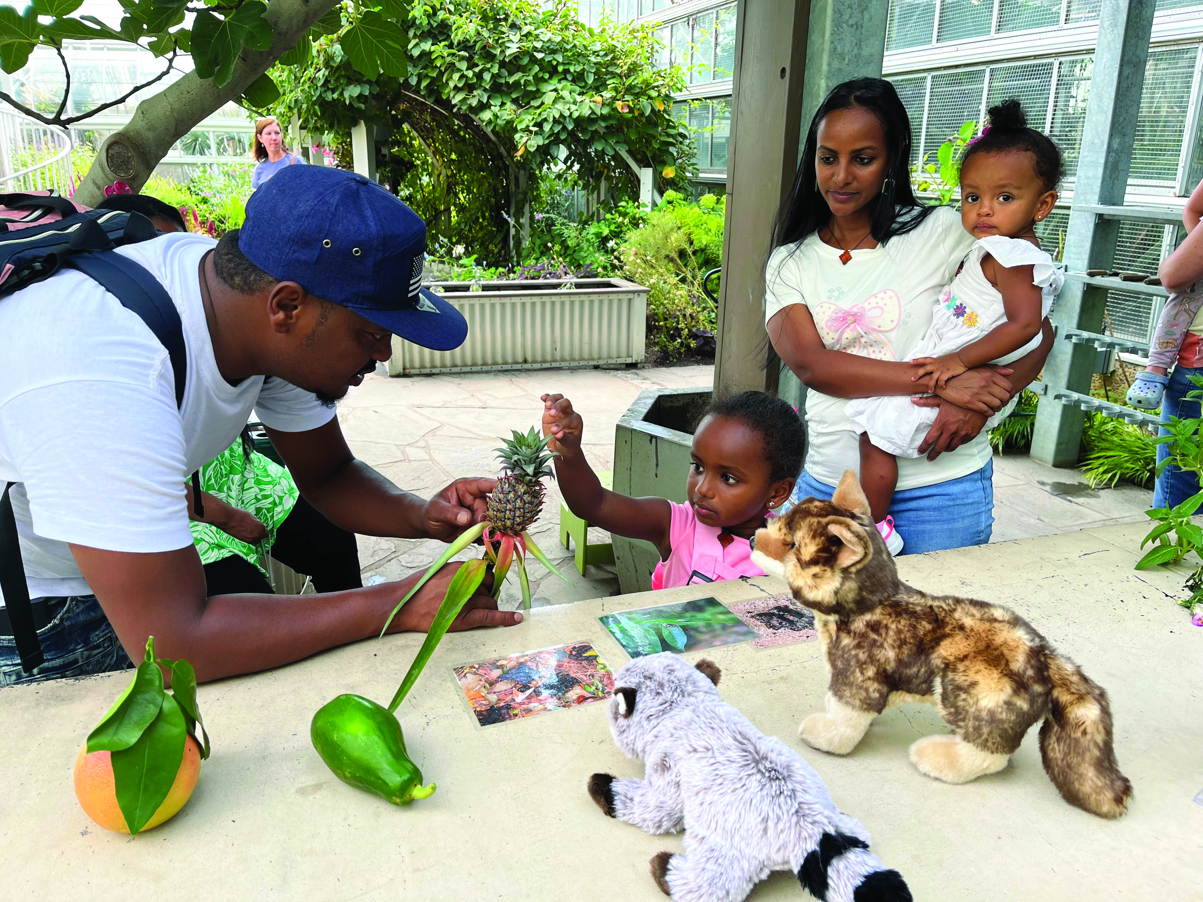 An adult holding up a pineapple for a child to touch