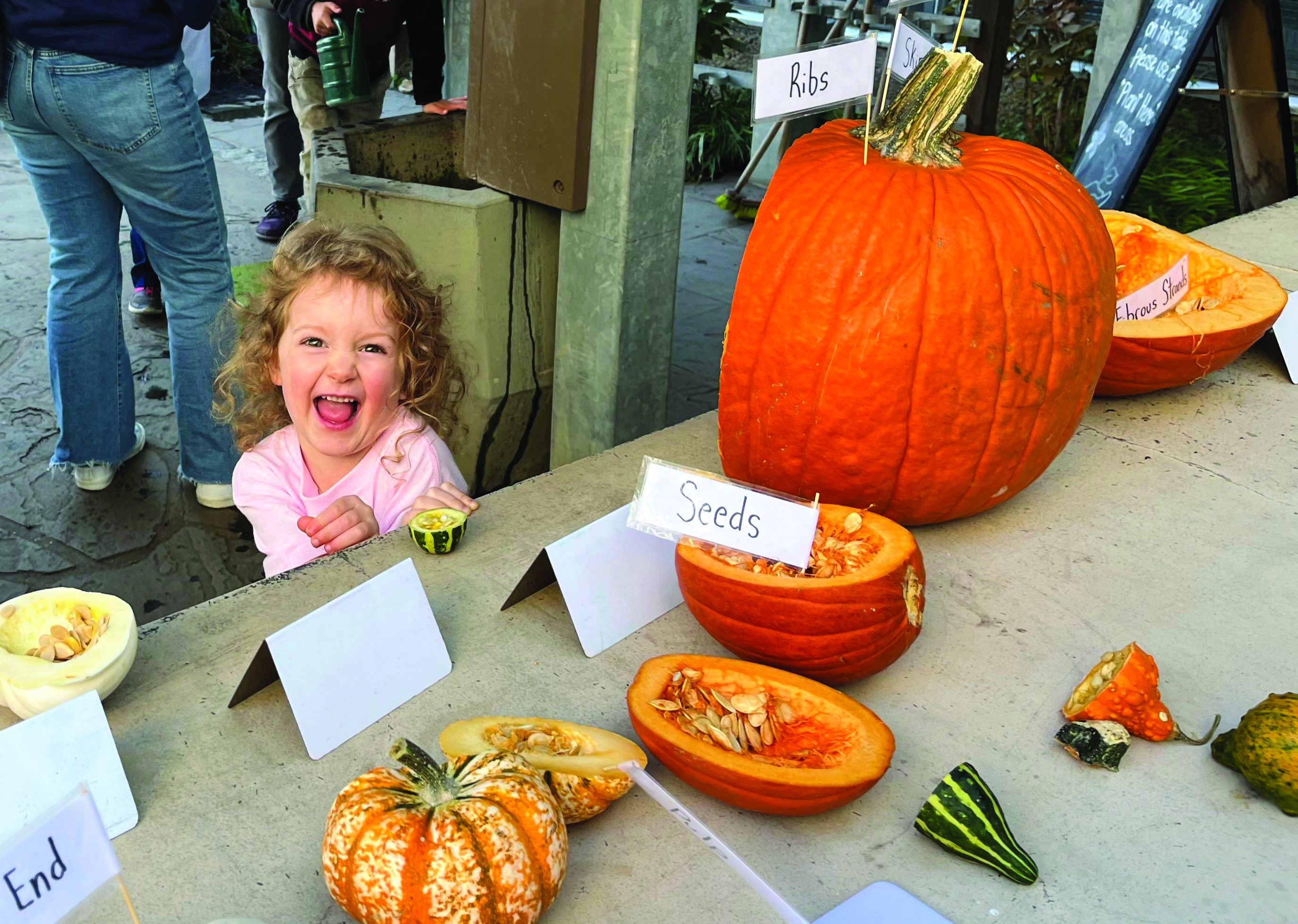 A child in front of a table with cut-open pumpkins labeled "seeds"