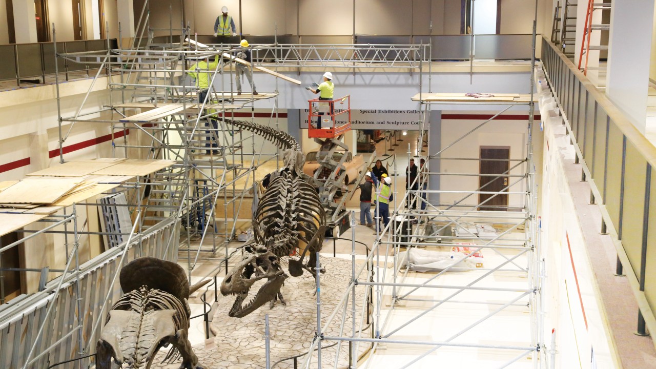 Construction workers are setting up scaffolding around a dinosaur skeleton