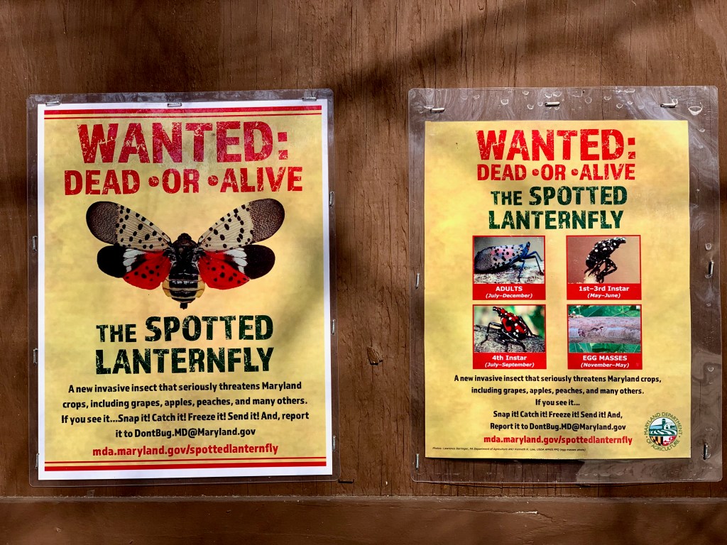 Two yellow posters of the spotted lanternfly, both saying “WANTED, DEAD OR ALIVE” in large red letters.