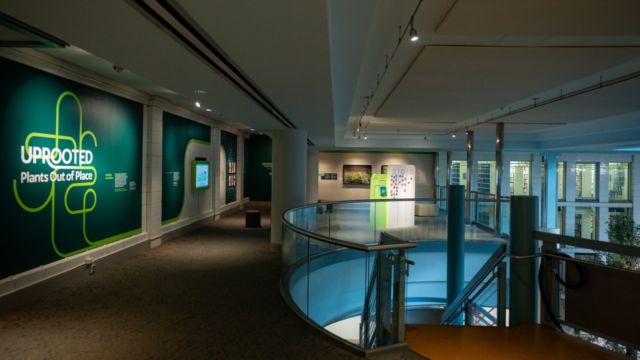 A glass-encircled staircase in the right foreground leads up to a landing. The wall at left is painted a dark green and contains exhibition graphics, text, and a video screen for Uprooted: Plants Out of Place. Beyond the staircase, additional exhibition panels and artwork are visible, including a large photograph of plants hanging on the far wall, which is painted light beige. Floor-to-ceiling glass along the right suggests this is an atrium space.