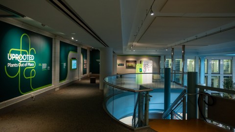 A glass-encircled staircase in the right foreground leads up to a landing. The wall at left is painted a dark green and contains exhibition graphics, text, and a video screen for Uprooted: Plants Out of Place. Beyond the staircase, additional exhibition panels and artwork are visible, including a large photograph of plants hanging on the far wall, which is painted light beige. Floor-to-ceiling glass along the right suggests this is an atrium space.