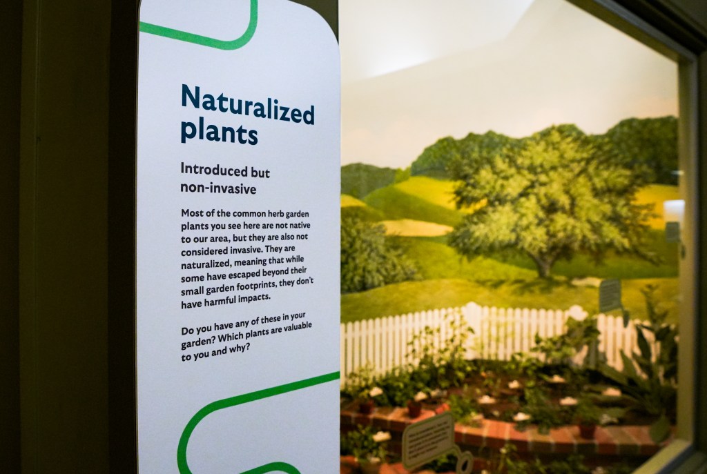 Text on frosted background, reading “Naturalized plants, introduced but non-invasive,” over a large glass pane with various fake trees, small animals, and other plants behind it.