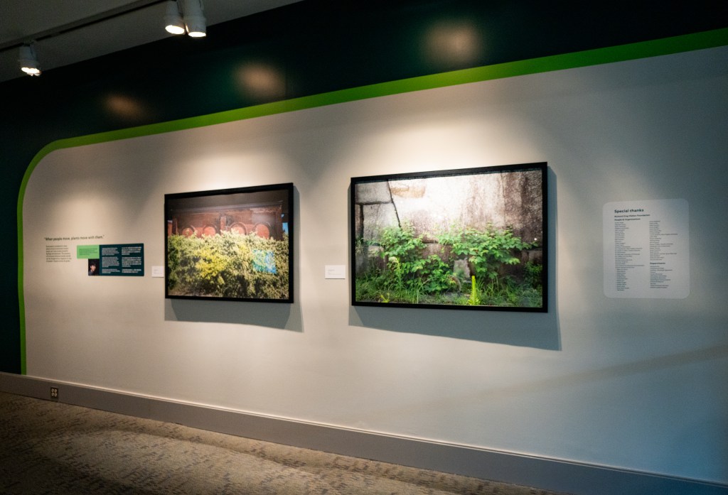 Two framed photographs side by side on a wall, one showing a green plant in front of grey stone wall, the other showing a green plant overgrowing a brick structure.