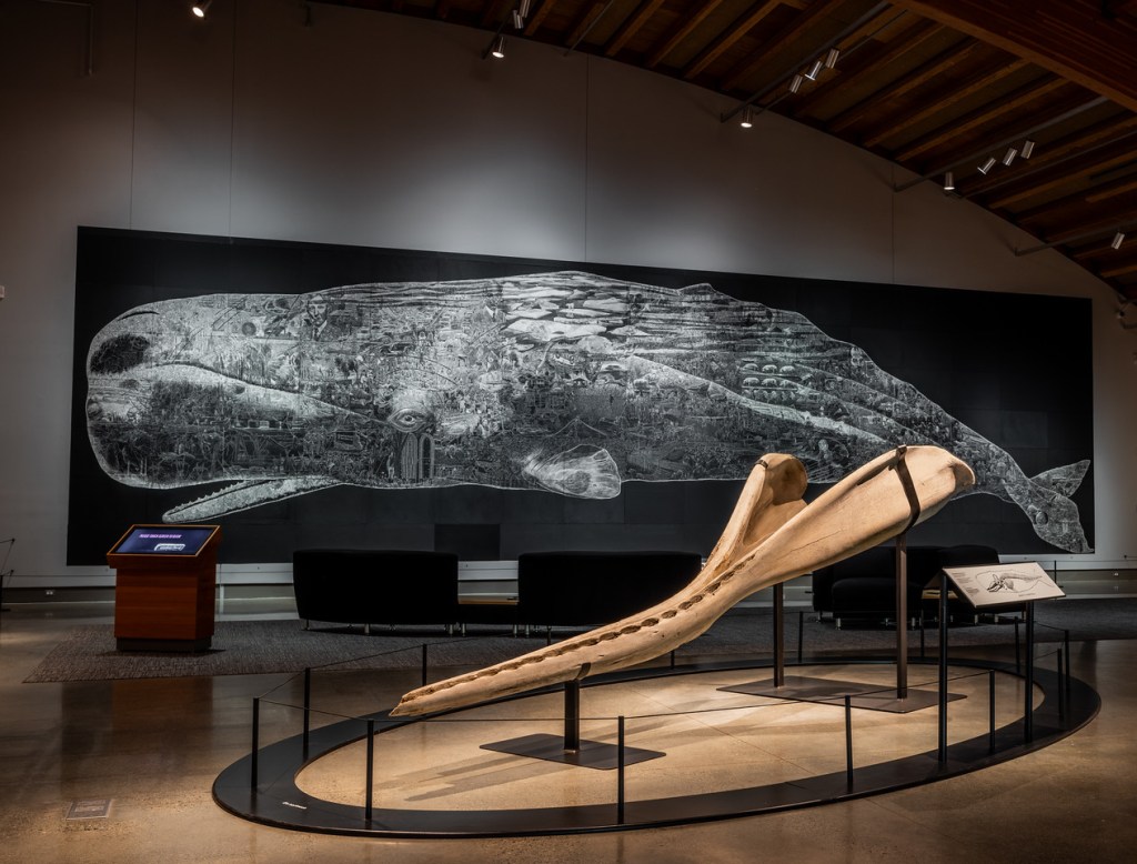 In the foreground, a sperm whale mandible bone is displayed with low, black cables around its perimeter. In the background, black couches face Or, the Whale, a black-and-white scratchboard mural. The mural resembles a life-size female sperm whale at 14 feet tall and 51 feet long and is composed of hundreds of illustrations based on historic images. 