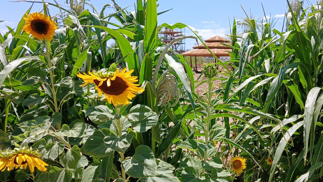The frame is filled with yellow sunflowers and green cornstalks. A gap in the vegetation shows a large shade ramada and well derrick in the background.