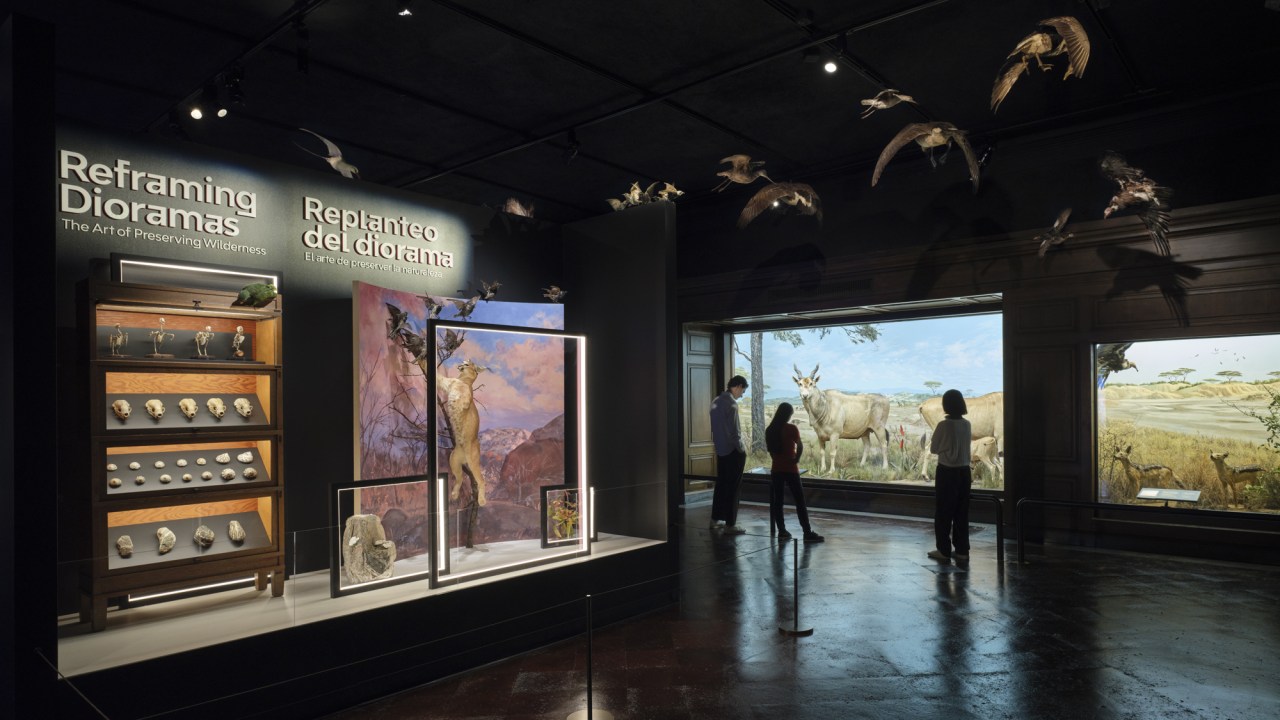 Three people stand in a darkened gallery looking at a diorama. Two read the label. Above them, birds are suspended from the ceiling, as if in flight. To the left, the title Reframing Dioramas appears in English and Spanish over two brightly lit displays: a wooden display case holding animal skulls and skeletons, shells, and other natural specimens, and a taxidermy wild cat jumping to attack birds in a tree set before a vibrantly painted mural backdrop of mountains and pink clouds. There is an illuminated panel of glass in front of the cat, but it does not fully enclose it.