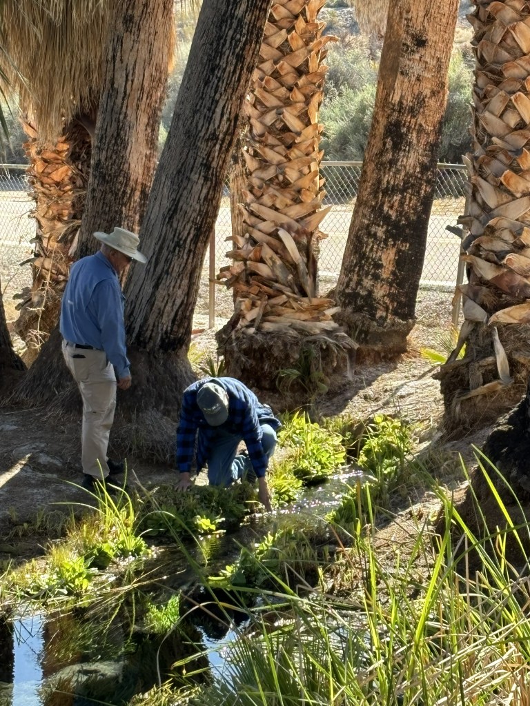 Two people in a grove of palm trees with a vegetation-lined stream running through. One of the men is reaching for the water.