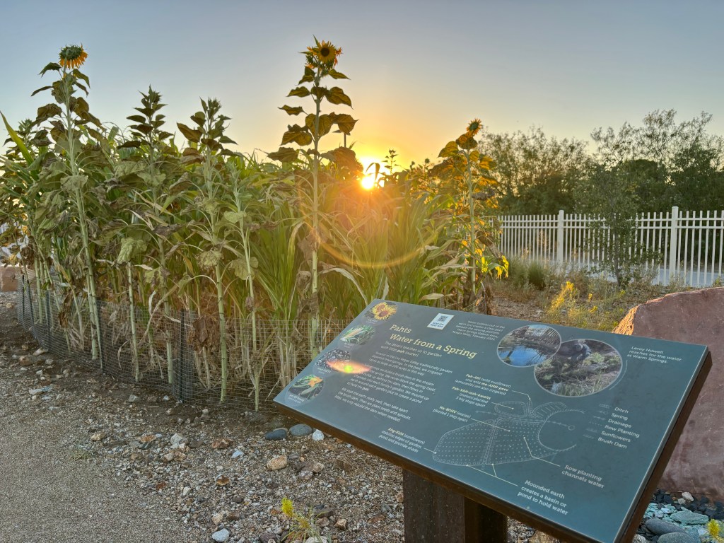 The sunrise peaks through corn and sunflowers of a native garden. A blue-green sign describes historic Nuwu gardening practices.