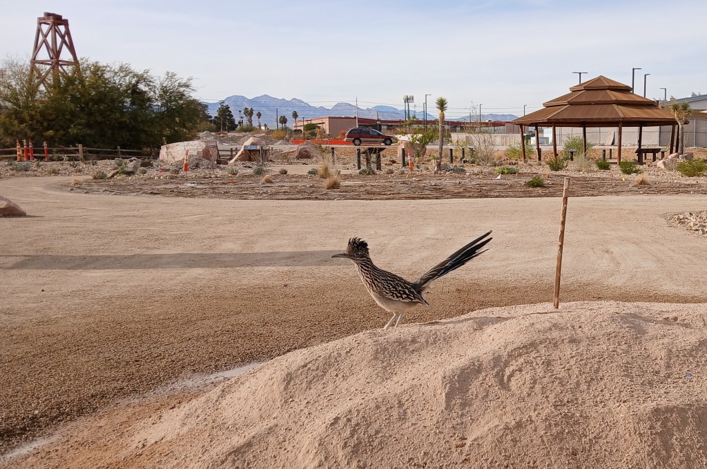 A roadrunner sits on a tan colored pile of soil in the foreground with plantings, a shade ramada, and well derrick in the background.