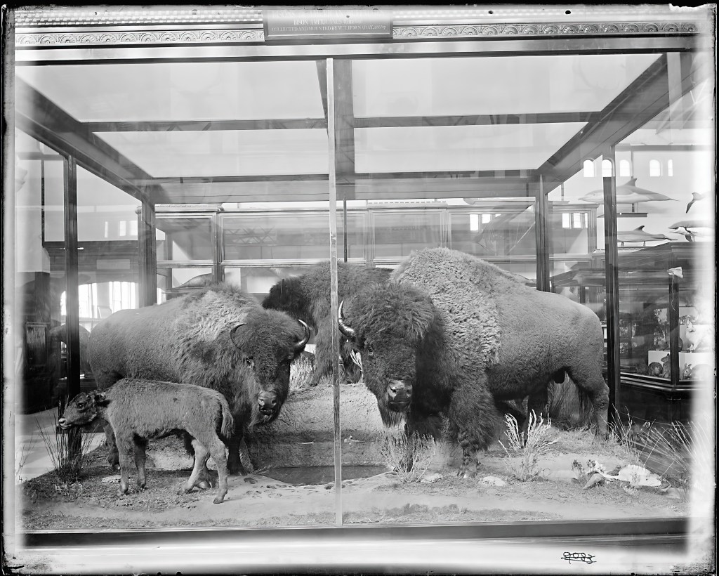 An old black-and-white photo of a large glass box with four taxidermy bison in it.