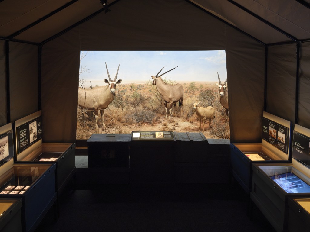  View from inside a canvas tent looking out on a diorama of the Kalahari Desert featuring several gemsbok. The walls of the tent are lined with expedition crates full of labels and specimens. 
